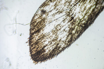 Ephestia elutella, wing of grain moth with scales macro close up under the light microscope,...