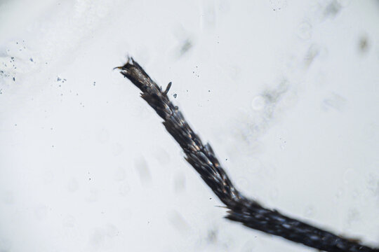 Ephestia elutella, leg of grain moth with scales macro close up under the light microscope, magnification of 40 times, microscope objective 4