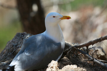 white seagulls birds near the sea