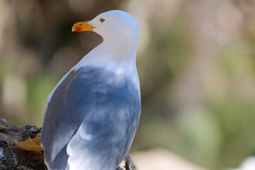 white seagulls birds near the sea