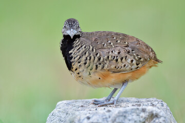 female of Barred buttonquail or Common bustard-quail (Turnix suscitator) beautiful camouflage brown with black chest proudly standing on white rock over fine green background
