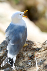 white seagulls birds near the sea