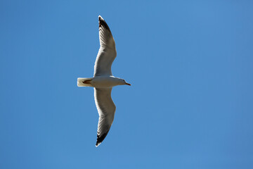 white seagulls birds near the sea