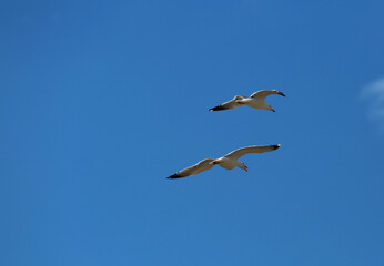 Fototapeta na wymiar white seagulls birds near the sea