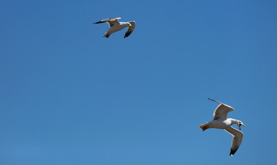 white seagulls birds near the sea