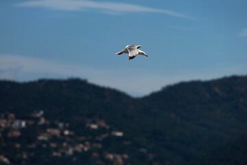 Fototapeta na wymiar white seagulls birds near the sea