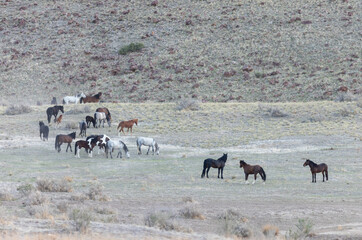 Wild Horse Herd in the Utah Desert