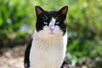 black and white street cat animal