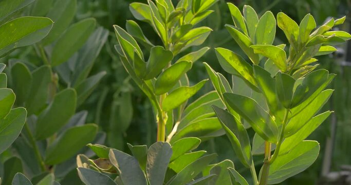 Hands close up harvesting in the field peas. Opening pea pod. Organic products. Vegetables growing in a greenhouse. Gardener.