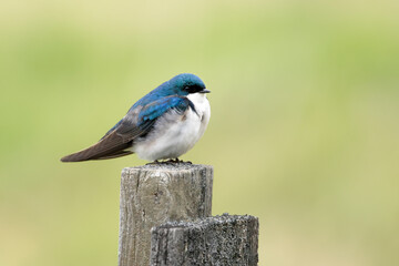 Small tree swallow resting.