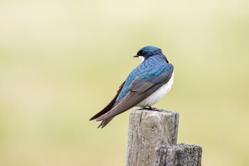 Tree swallow looks back the other way.