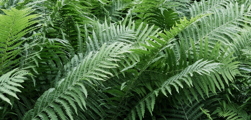 Fern leaves as background.