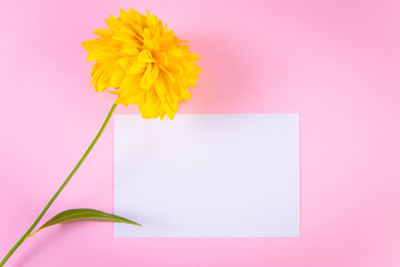 Blank greeting card and yellow flower on pink background. Summer concept. Trendy minimalism.