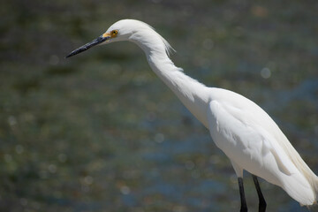 Snowy Egrets stand on the water's edge in downtown St. Pete, Florida by the boat yard and dock. 