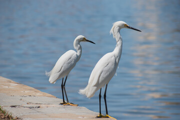 Snowy Egrets stand on the water's edge in downtown St. Pete, Florida by the boat yard and dock. 