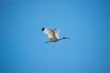 A beautiful White Ibis flies above at a nature preserve in Florida.
