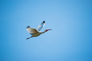 Obraz premium A beautiful White Ibis flies above at a nature preserve in Florida.