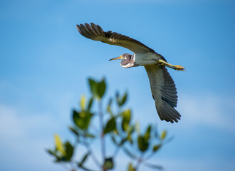 A Tricolored Heron flies over a stretch of Mangroves, one of which is seen in the foreground. 