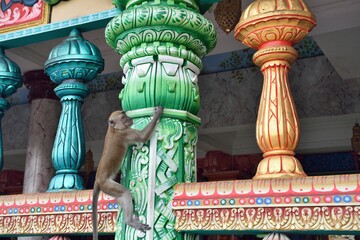 ボルダリング, bouldering, Malaysia, Monkey