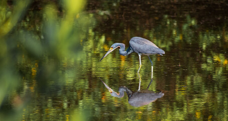 A Tri-Colored Heron stalks prey in the shallow waters in a Tampa Bay, Florida nature preserve. 