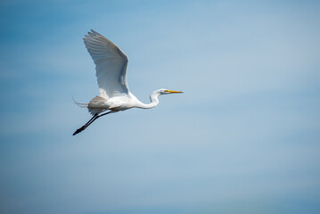 Great Egret flying over the Mangroves in a Tampa, Florida nature preserve. 