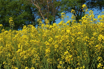 Landscape with rapeseed on a sunny day.