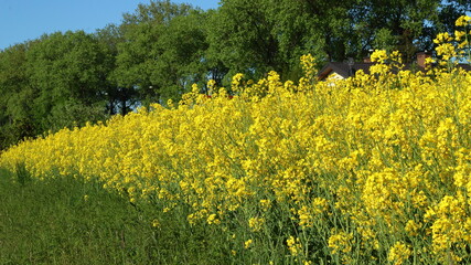 Landscape with rapeseed on a sunny day.