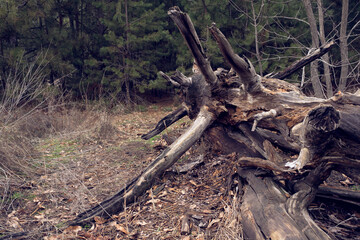 Big rotten log with broken brunches lies on the ground on the edge of conifer forest. Grunge wild wood textures.