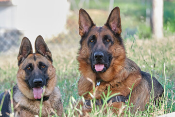 Couple of German Shepherds lying in the grass