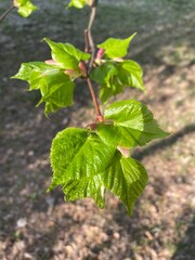Fresh green leaves of linden tree close-up. Sunny day.