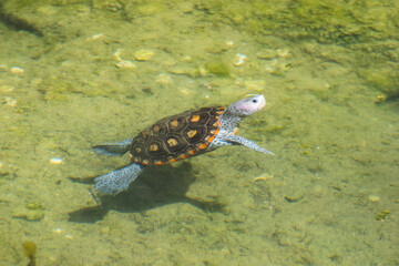 A Diamondback Terrapin floats in a small pond at a Tampa Bay conservation area. The Diamondback Terrapin is a threatened species of turtle.