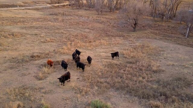 Aerial Lockdown Herd Of Standing Together Cow In Field - Oakley, Kansas