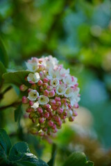 Viburnum  carlcephalum (viburnum English). Closeup of white Fragrant Viburnum