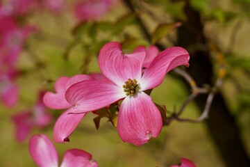 Fototapeta na wymiar Dogwood blooming in the shade of pink. (Cornus florida) - Selective focus
