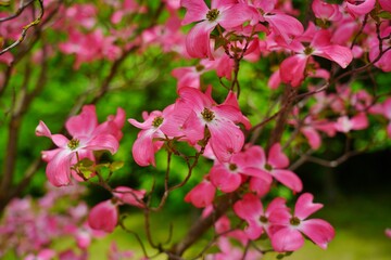 Dogwood blooming in the shade of pink. (Cornus florida) - Selective focus