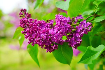Blooming lilac flower - beautiful fragrant lilac - soft focus