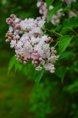 Blooming lilac flower - beautiful fragrant lilac - soft focus