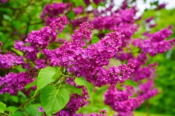 Obraz premium Blooming lilac flower - beautiful fragrant lilac - soft focus