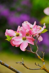 Dogwood blooming in the shade of pink. (Cornus florida) - Selective focus