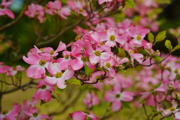 Dogwood blooming in the shade of pink. (Cornus florida) - Selective focus