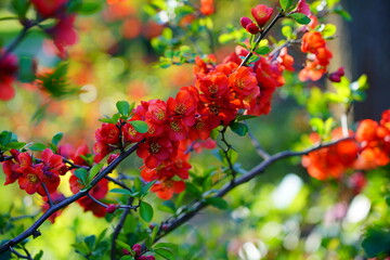 Fototapeta premium Flowering quince - Chaenomeles speciosa - - springtime detail - selective focus