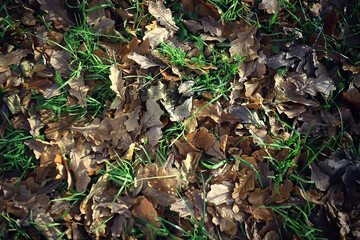 blurred abstract autumn weather background, view of autumn leaf fall