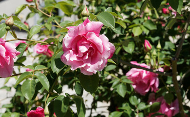 Rosier  'Mme Gr&eacute;goire Staechelin' &agrave; grandes fleurs roses claires semi-doubles parfum&eacute;es dans un feuillage vert mat