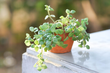 Miniature Peperomia or Pilea depressa