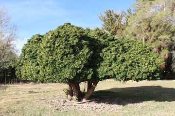 Fototapeta premium arbol atardecer vida verde campo