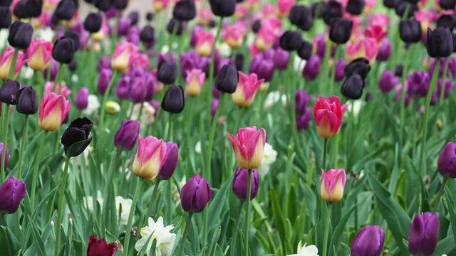 tulip
