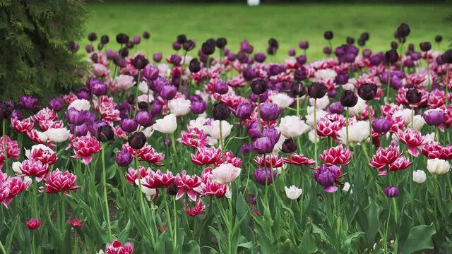field of tulips