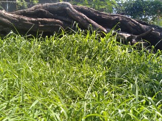 Tree log with grass image