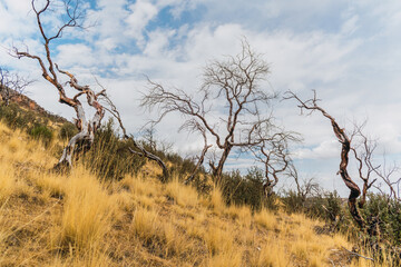 withered and burned tree in the Andes of Peru surrounded by dry vegetation with clouds and blue skies as a result of climate change