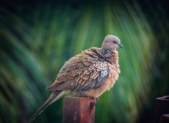 pigeon 